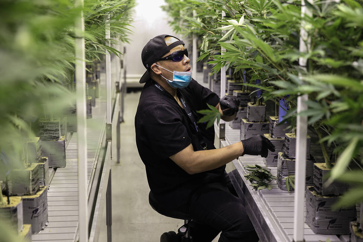Christian Lingatong, cultivation lead at Redwood Cultivation, trims marijuana plants in the flo ...