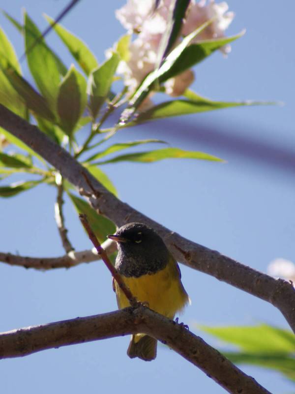 A MacGillivray’s warbler makes a migratory stop in a flowering catalpa tree at a Henders ...