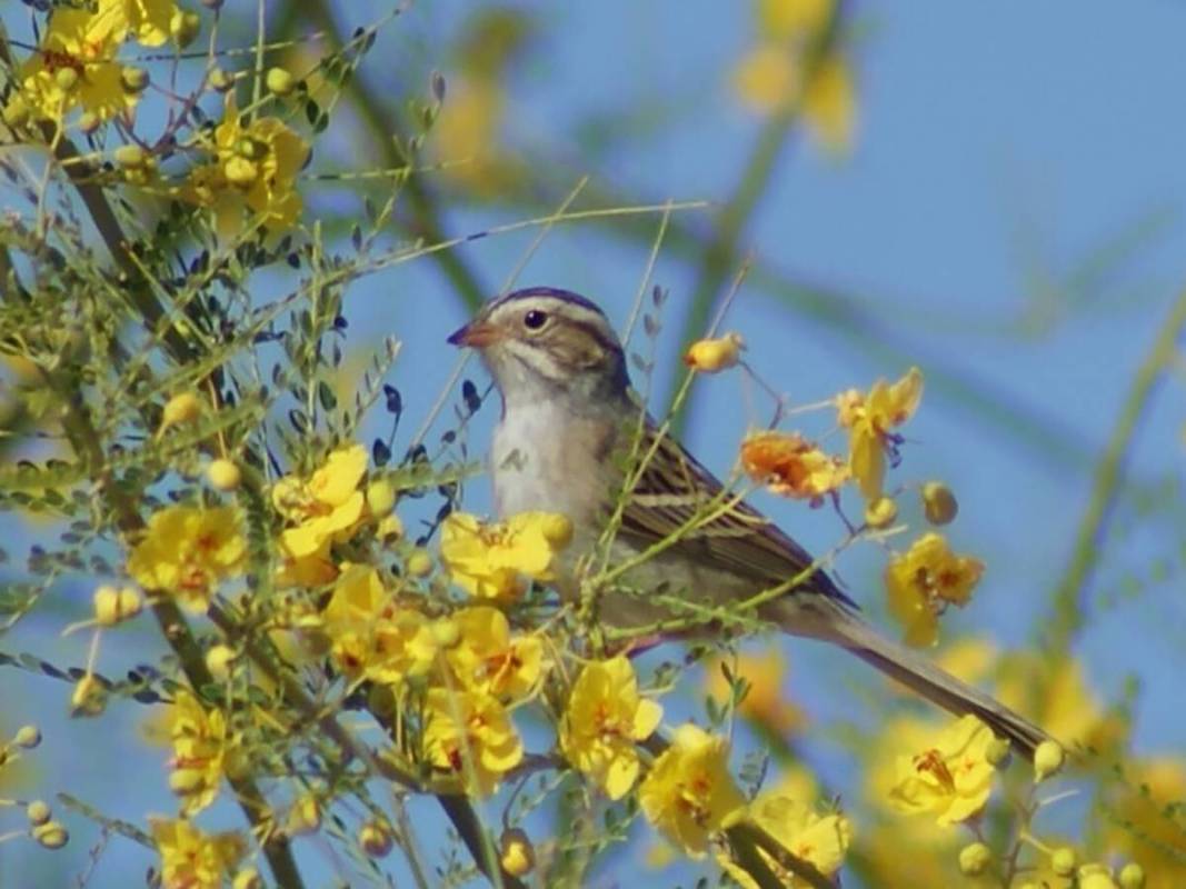 A clay-colored sparrow makes a rare stop at Cornerstone Park during a previous spring. (Natalie ...