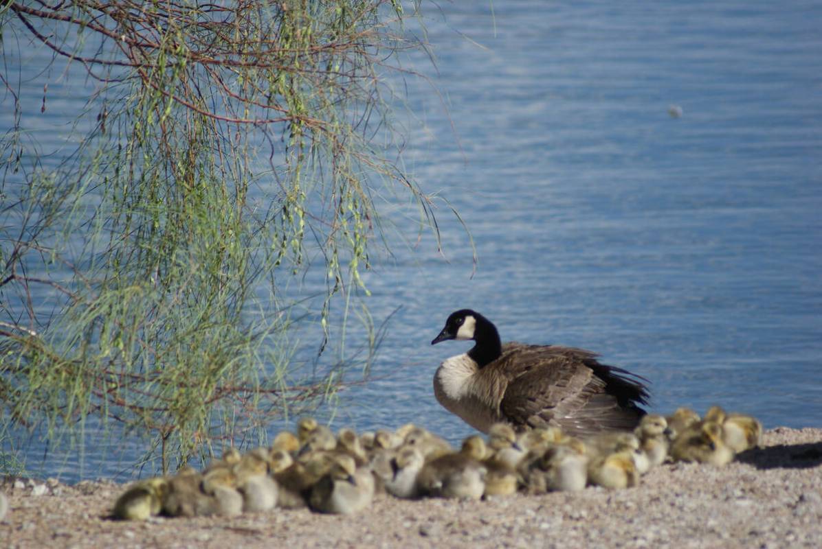 Canada geese corral and teach dozens of fluffy goslings each spring at Cornerstone Park. (Natal ...