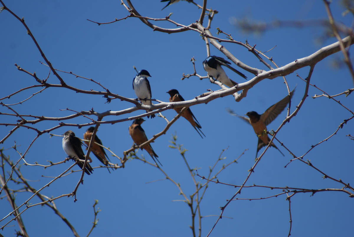 A variety of swallows make a stop at the Henderson Bird Viewing Preserve during spring 2023 mig ...