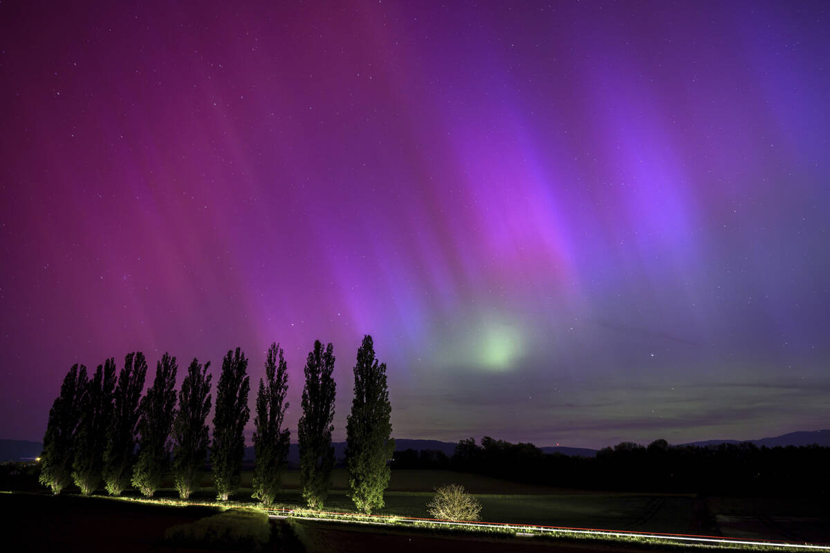 In this long exposure photograph, a car drives past and illuminates poplars as the northern lig ...