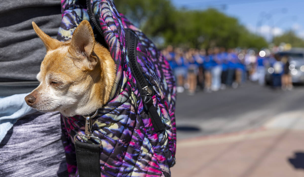 A dog is carried along as the Valley High School band plays during the Helldorado Parade moving ...