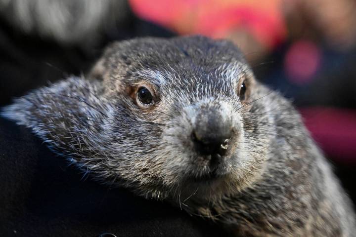 FILE - Groundhog Club handler A.J. Dereume holds Punxsutawney Phil, the weather prognosticating ...