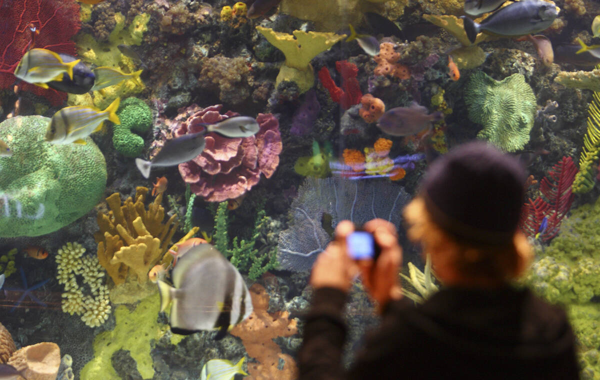 T.J. Brady, from Phoenix, Ariz, photographs tropical fish in the 16,000-gallon aquarium in the ...