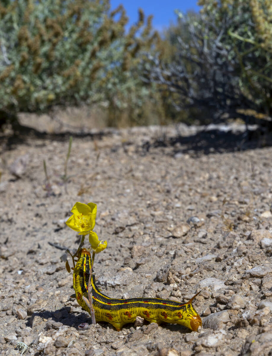 A Sphinx Moth caterpillar munches on a flower on Wednesday, May 15, 2024, in Amargosa Valley on ...