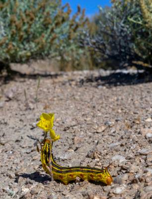 A Sphinx Moth caterpillar munches on a flower on Wednesday, May 15, 2024, in Amargosa Valley on ...
