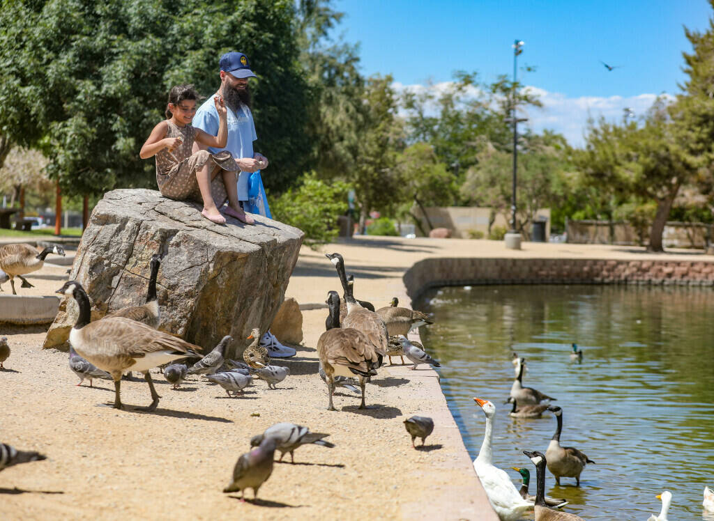 Liliana Kennedy, 7, feeds birds with her dad David Kennedy at Sunset Park in Las Vegas, Monday, ...