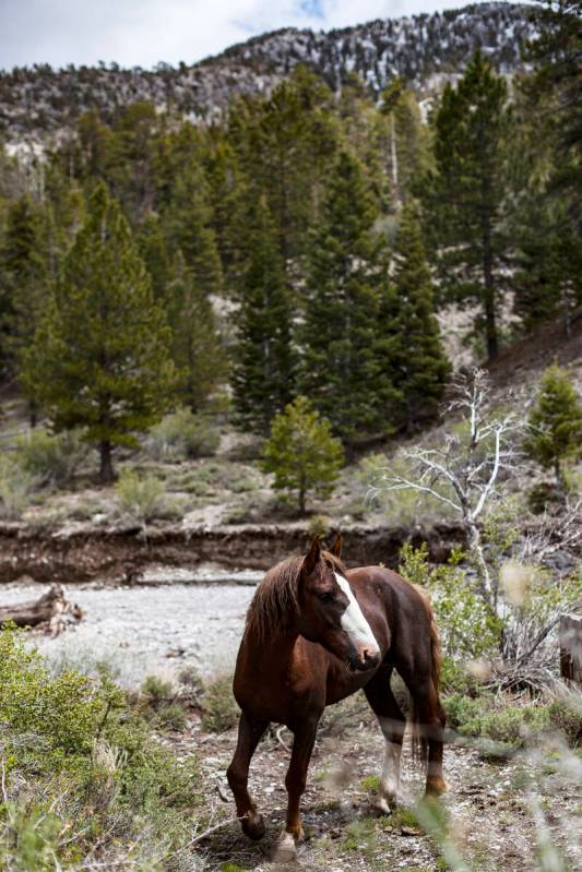 A wild horse grazes in Lee Canyon in Las Vegas, Monday, May 20, 2019. (Rachel Aston/Las Vegas R ...