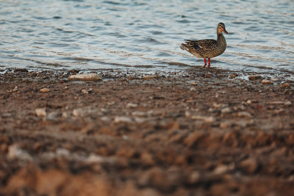 A duck is seen during Memorial Day weekend at Lake Mead National Recreation Area on Sunday, May ...