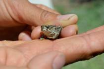 The Amargosa toad, a species that is endemic to the Oasis Valley in the Amargosa Desert in Neva ...