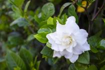 Composted soil and wood chip mulch are very important for gardenias -- fertilizer alone is not ...