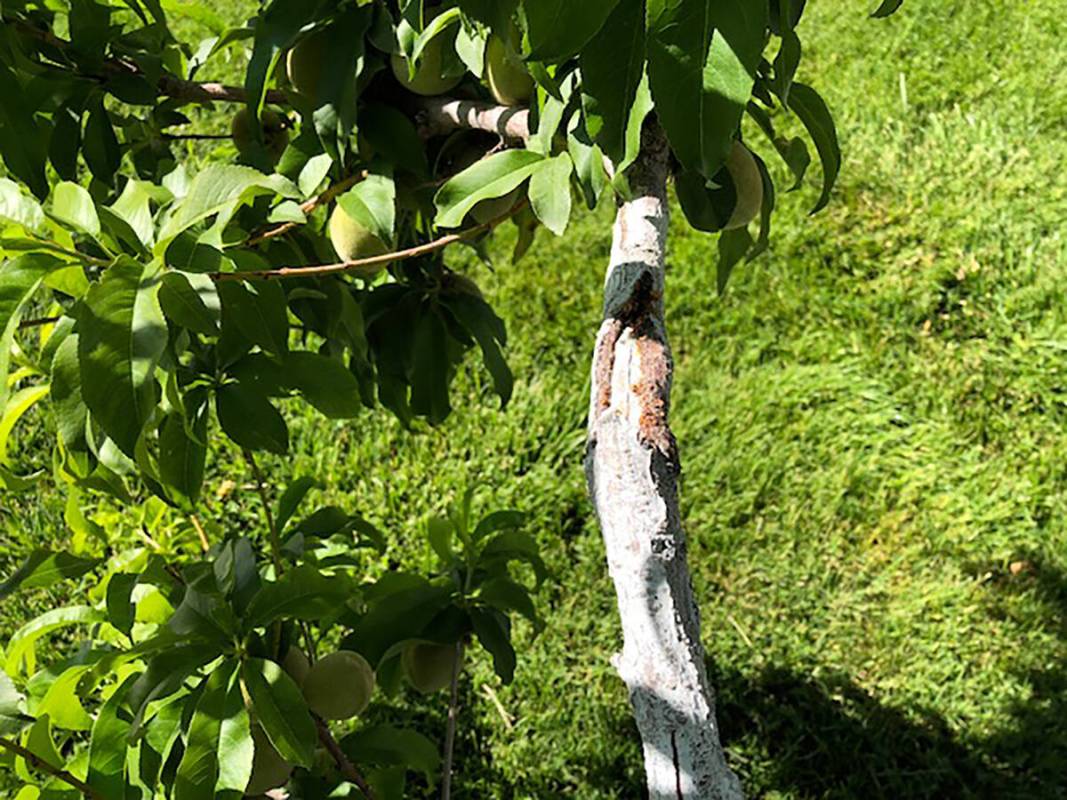 Borer damage on a sunburned area of a peach tree. (Bob Morris)