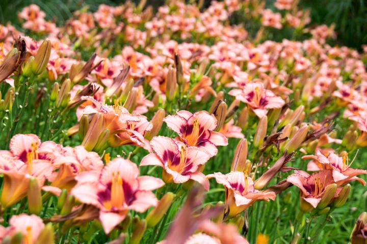 The genus of daylily is Hemerocallis. There are anywhere from over 20 to 30 species of Hemeroca ...