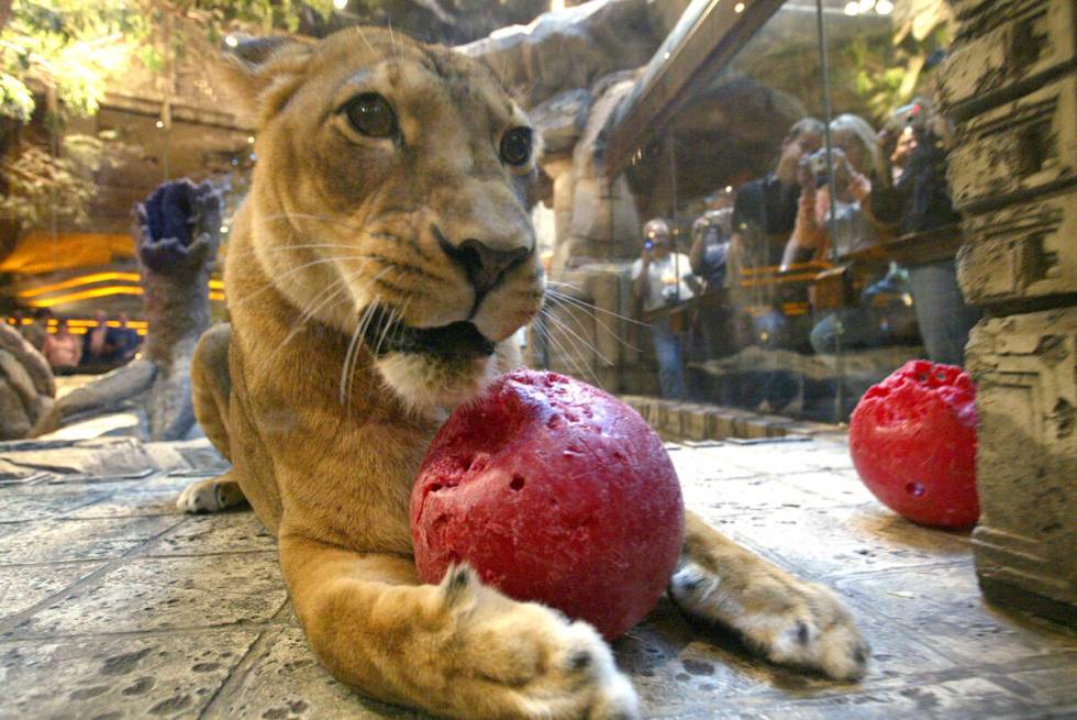 RJ FILE*** JANE KALINOWSKY/REVIEW-JOURNAL Samantha, an African lion, play with a ball in her ...