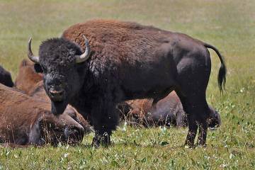Bison are seen in the this Associated Press file photo in 2010. (Kaibab National Forest via AP)