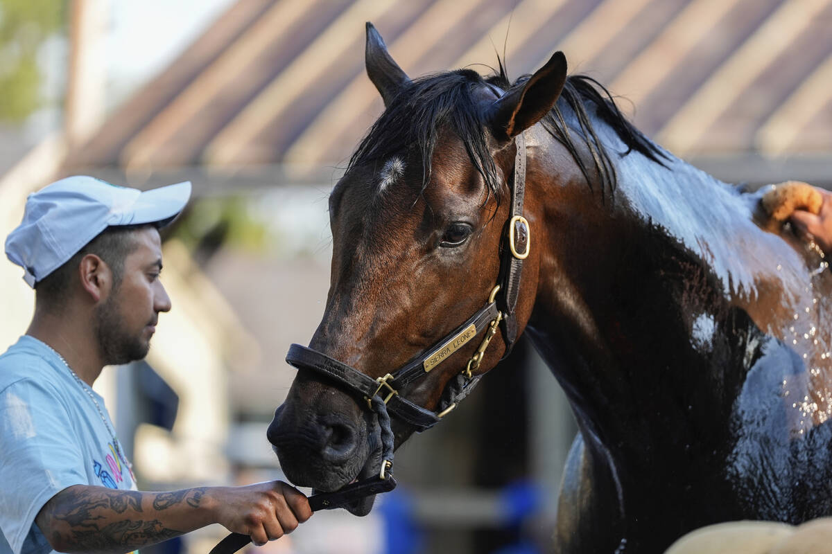 Belmont Stakes entrant Sierra Leone is washed following a work out ahead of the 156th running o ...