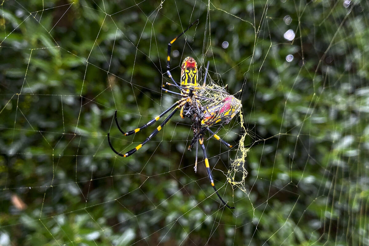 The Joro spider, a large spider native to East Asia, is seen in Johns Creek, Ga., Oct. 24, 2021 ...