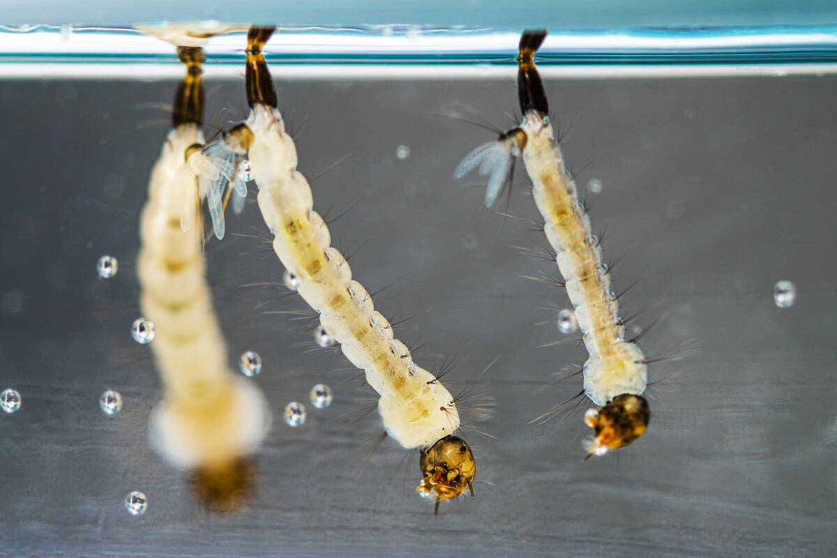 This is a photograph from 2022 showing three Aedes aegypti mosquito larvae, suspended at the su ...