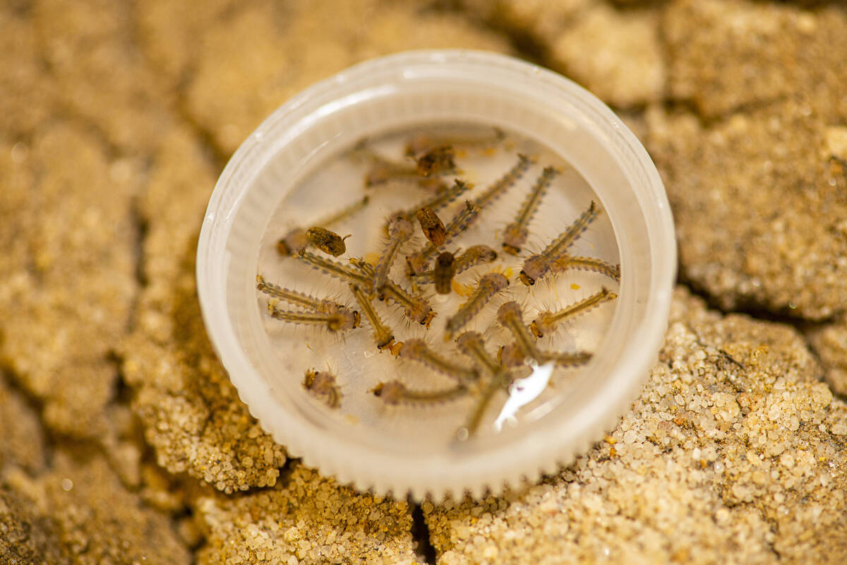 This is a 2022 photograph showing Aedes aegypti mosquito larvae and pupae in the water of a pla ...