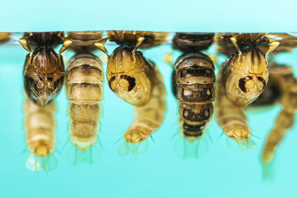 This is a photograph showing six Aedes aegypti mosquito pupae suspended in standing water. Aede ...