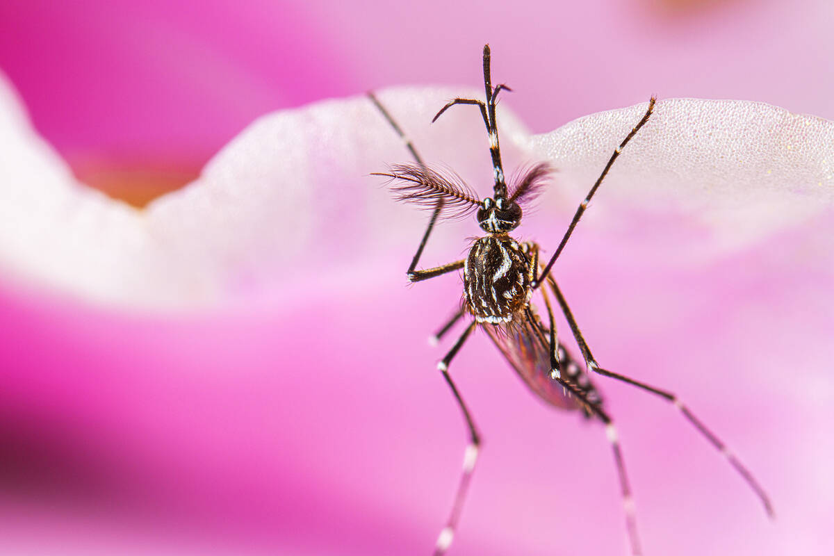 This is a 2022 photograph of an adult male Aedes aegypti mosquito while resting on a flower. Ae ...