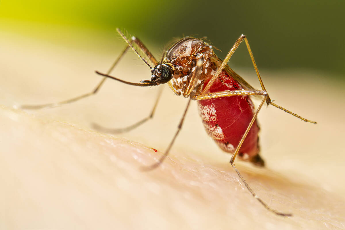 This is a 2022 photograph of a female Aedes aegypti mosquito after taking her blood meal. Aedes ...