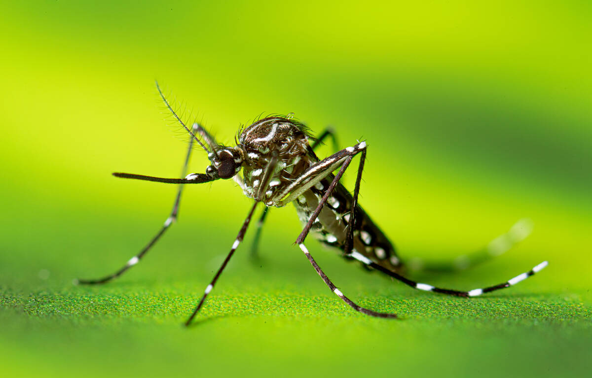 This is a 2022 photograph go a resting female Aedes aegypti adult mosquito. Aedes aegypti is a ...