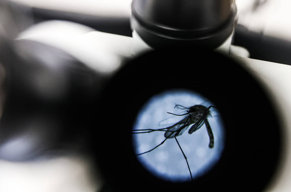 A mosquito is seen through a microscope in a lab at UNLV in Las Vegas, Tuesday, June 11, 2024. ...