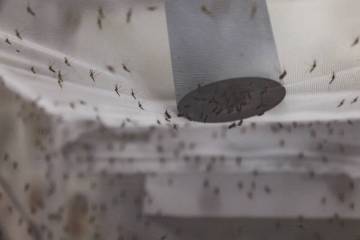 Mosquitoes feed off a device with blood in a lab at UNLV in Las Vegas, Tuesday, June 11, 2024. ...