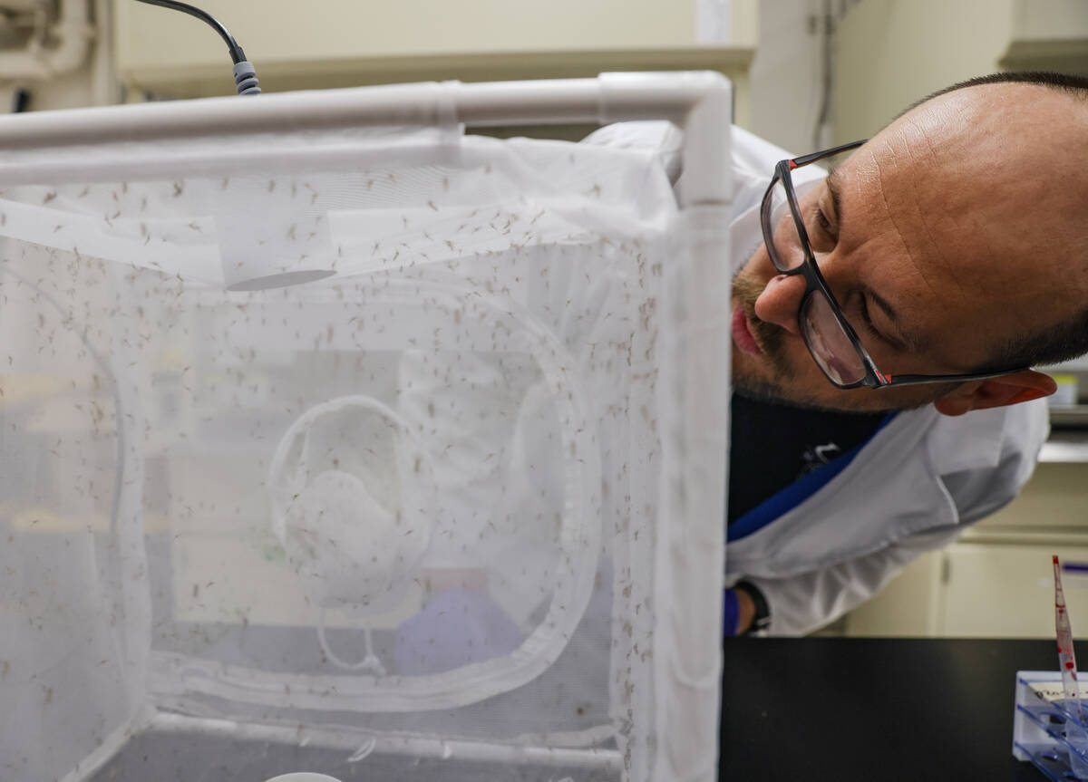 Richard Oxborough, a medical entomologist, watches mosquitoes feed off blood in a lab at UNLV i ...