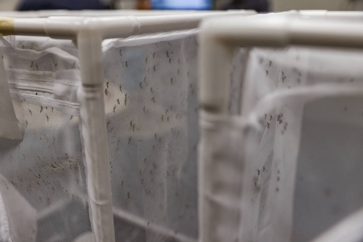 Mosquitoes to be studied are seen in mesh containers in a lab at UNLV in Las Vegas, Tuesday, Ju ...