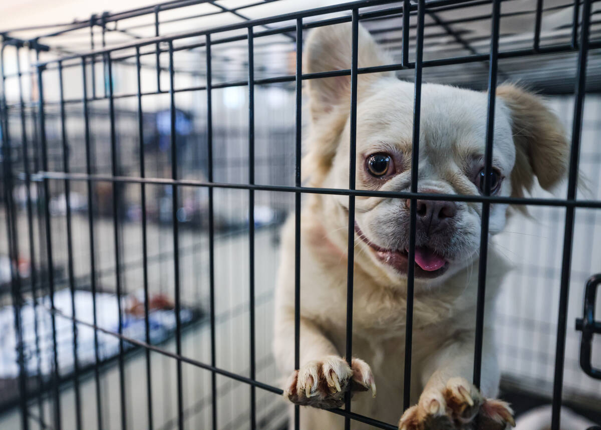 A dog that was recovered from an illegal breeding operation in a cage at The Animal Foundation ...