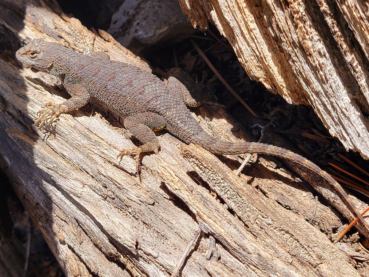 A Great Basin fence lizard makes its home in Fletcher Canyon in the Spring Mountains National R ...