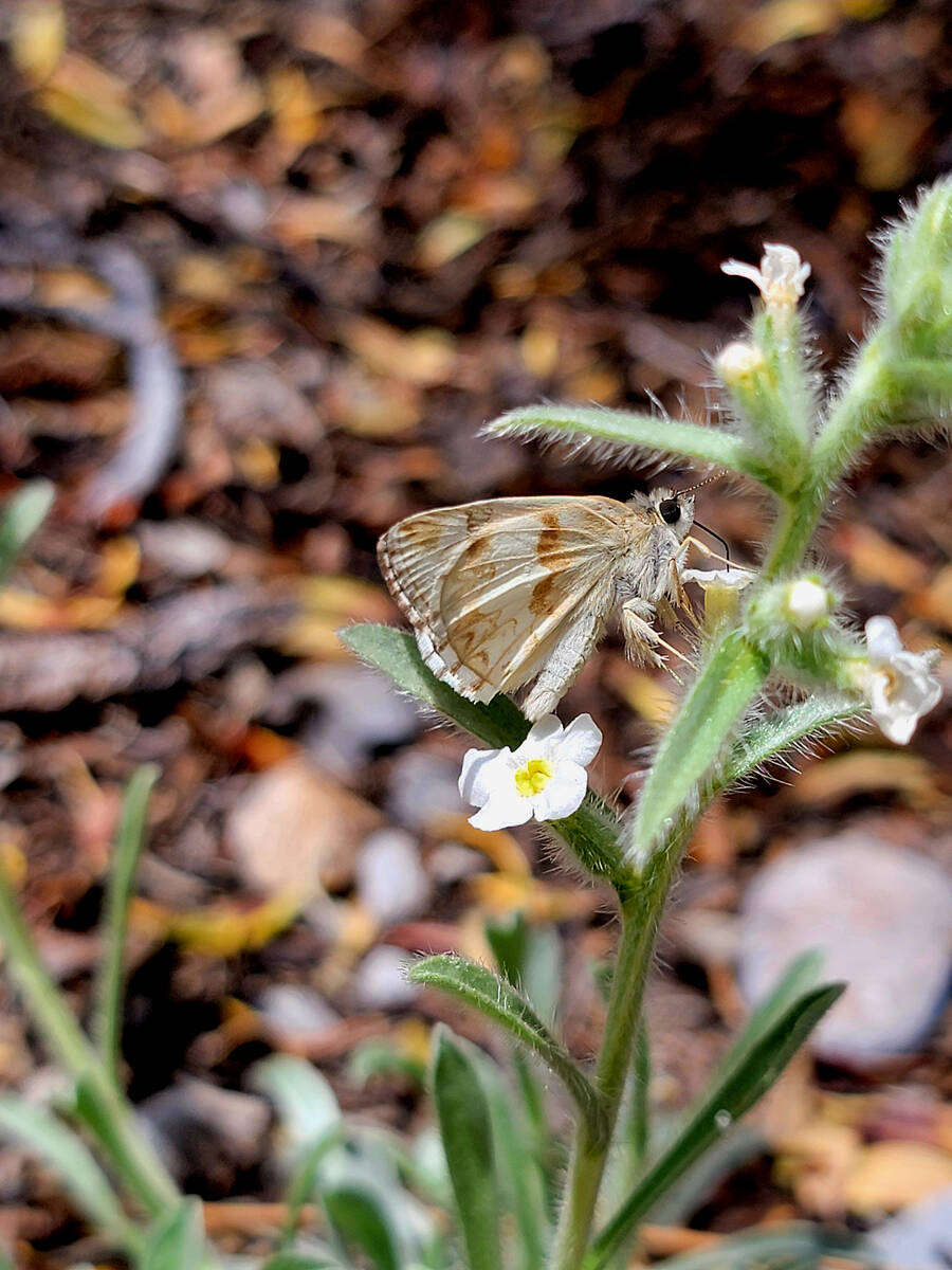 A butterfly finds nectar along the Fletcher Canyon trail in the Mount Charleston area. (Natalie ...