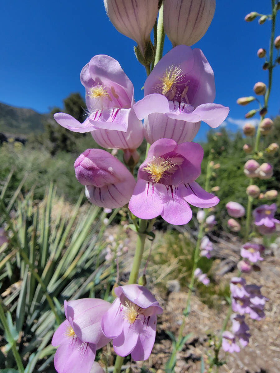 Palmer’s penstemon blooms in June near a parking lot across from Spring Mountains Visito ...