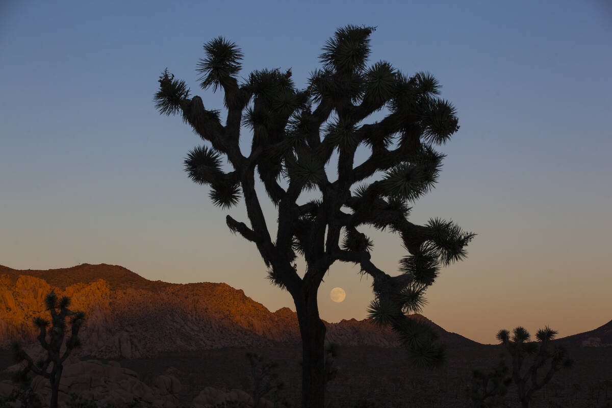 The moon rises, as shown through a silhouetted Joshua tree, at Joshua Tree National Park in 201 ...