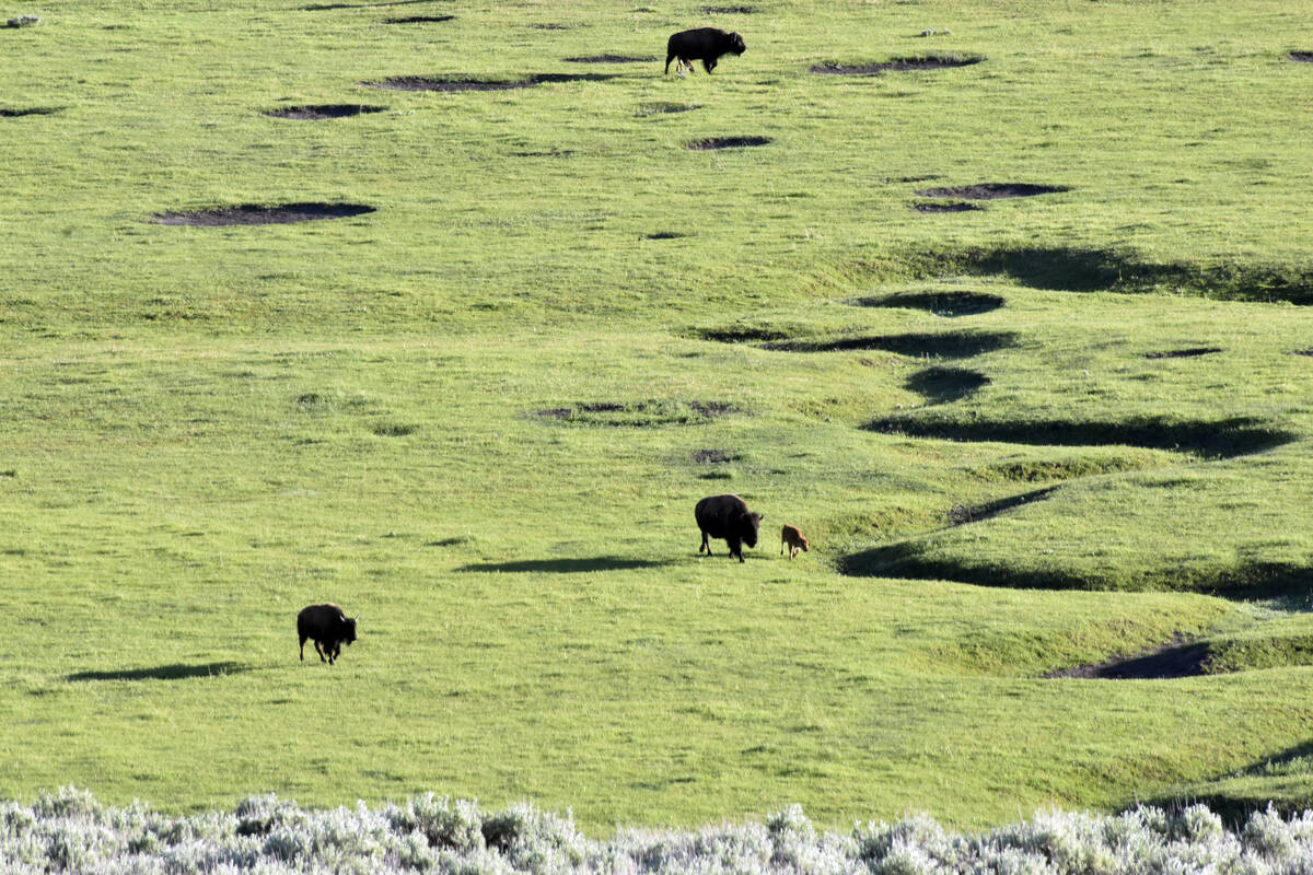Buffalo, also known as bison, graze in the Lamar Valley of Yellowstone National Park, Thursday, ...