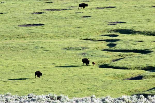 Buffalo, also known as bison, graze in the Lamar Valley of Yellowstone National Park, Thursday, ...