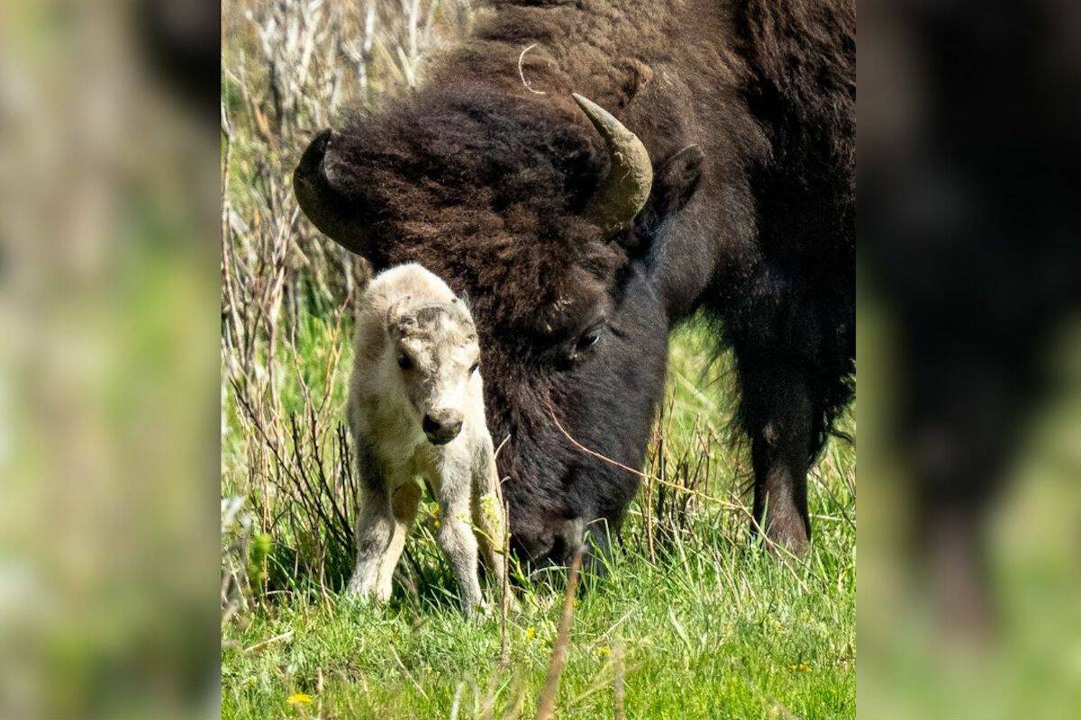 A rare white buffalo calf, reportedly born in Yellowstone National Park's Lamar Valley, is show ...