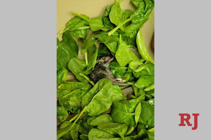 The dead rodent Rumiko Bosa-Edwards says she found in her Walmart brand spinach on Friday. (Cou ...