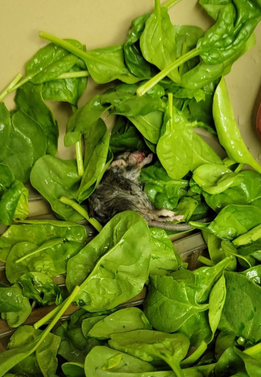 The dead rodent Rumiko Bosa-Edwards says she found in her Walmart brand spinach on Friday. (Cou ...