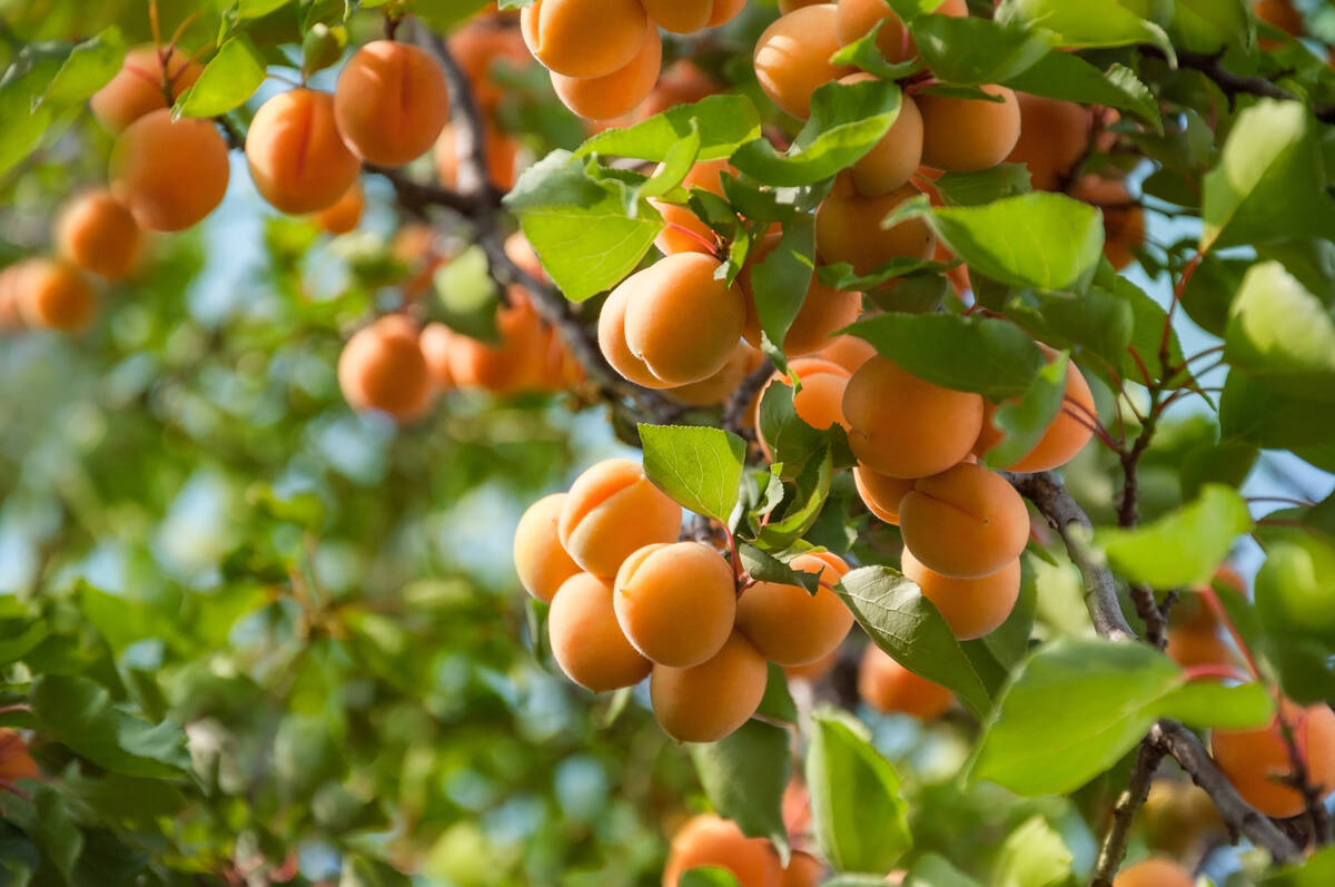 Plant what you will eat. If that’s apricots, then plant apricots. Or maybe it's peaches ...