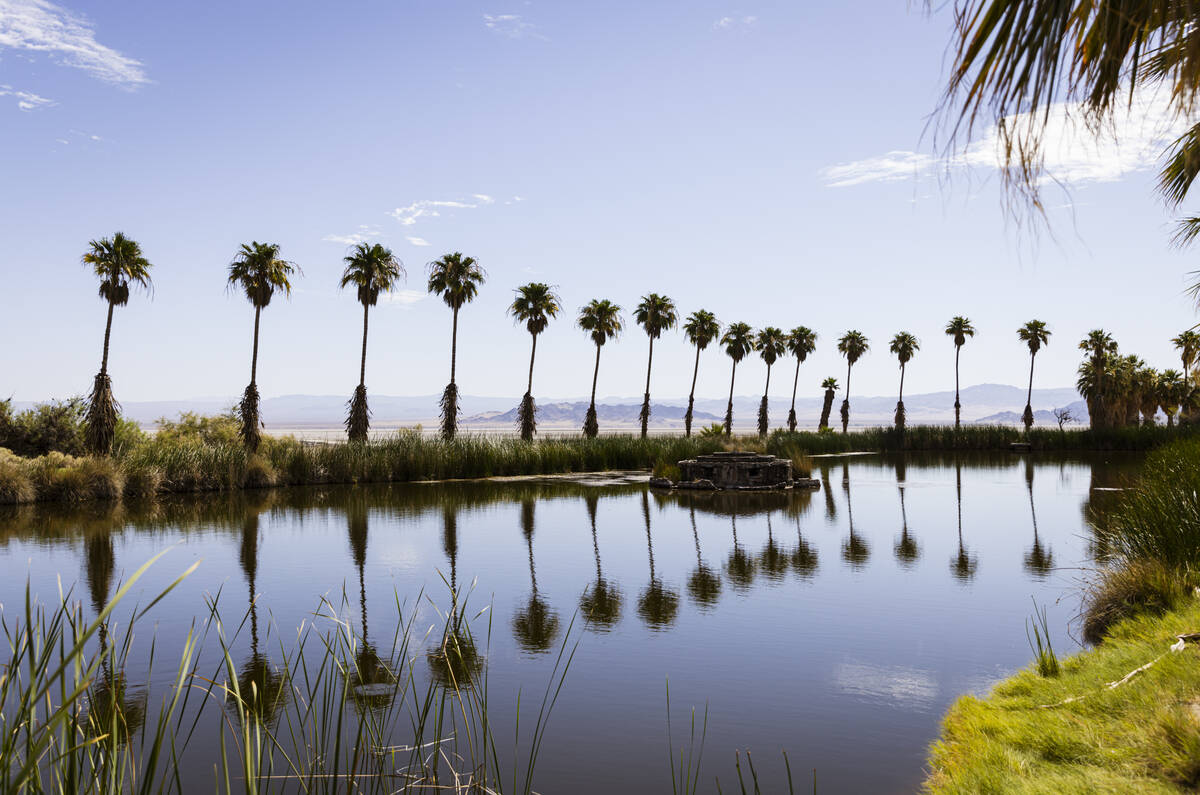 Palm trees are seen along the Lake Tuendae trail at the site of the former Zzyzx Mineral Spring ...