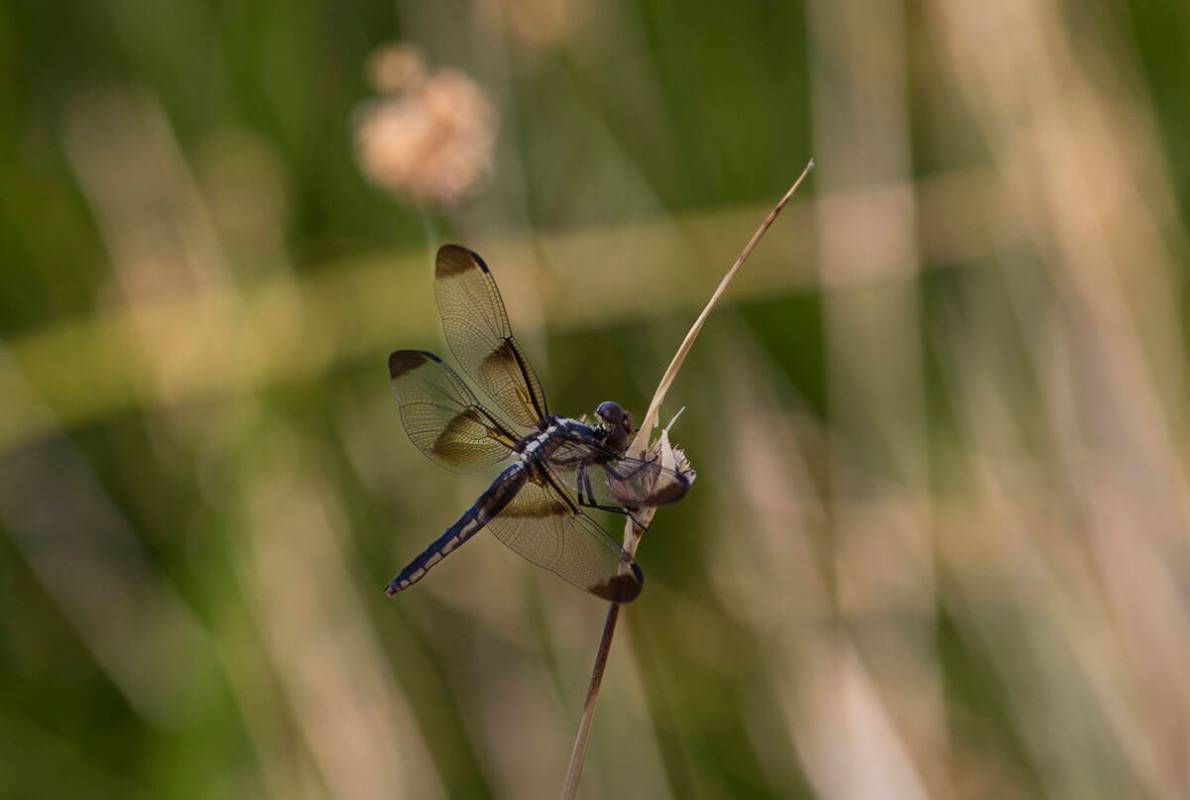 A dragonfly roams around a trail along the Lake Tuendae trail at the site of the former Zzyzx M ...