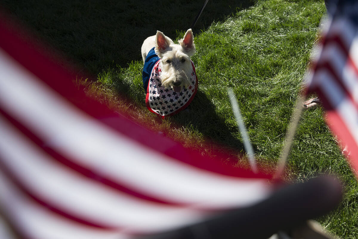 Bailey is seen during the Family, Fur & Fun Festival at Exploration Park in Mountain's Edge in ...