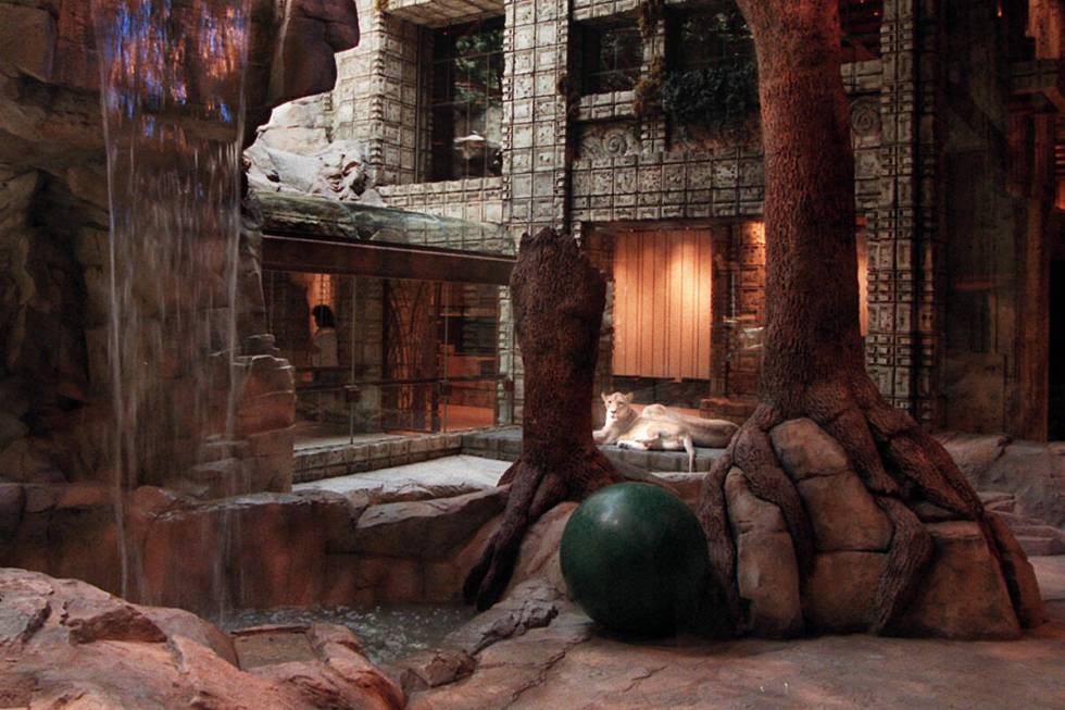 Female lions relax in the recently constructed Lion Habitat at The MGM on June 21, 1999. (Las V ...