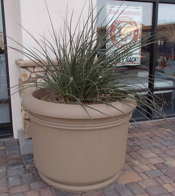 This container is too large for the plants. The roots of these plants get about 18 inches deep ...