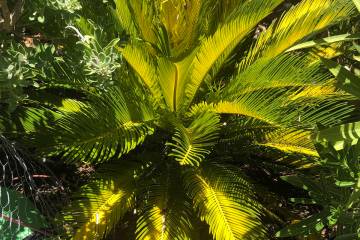 A king sago palm with yellow leaves. I'd suggest using soil modification or changing its locati ...