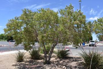 Desert willow is native to the Southwestern deserts and can have anywhere from pink to purple f ...